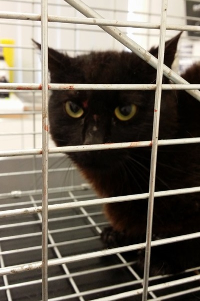sooty sooty