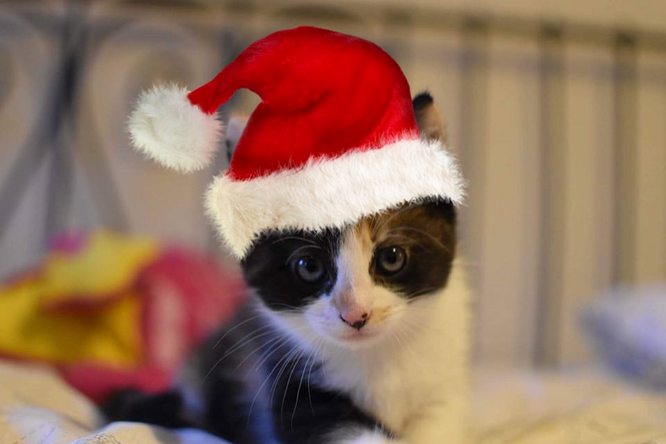 Mittens Mittens