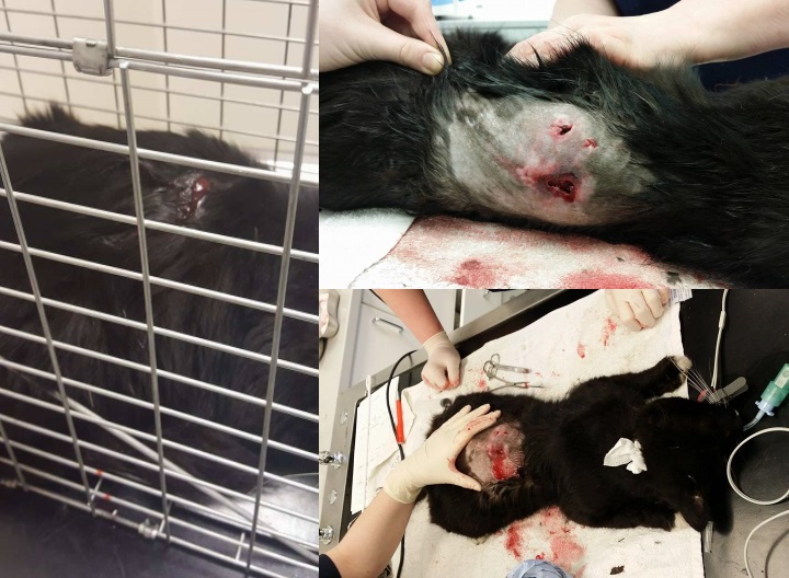 feral injuries photo